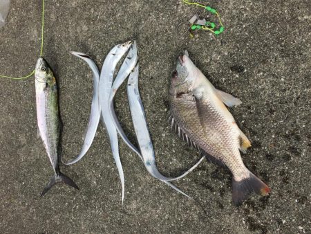 初！ポーアイ沖堤防へ！IP26で黒鯛釣れる…