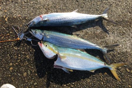 ハマチいまいち