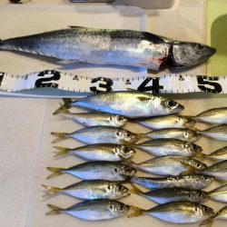 ライトショアジギング