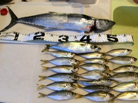 ライトショアジギング