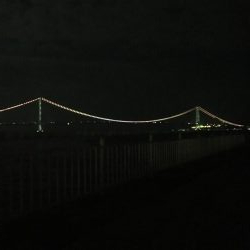 時期外れの剣先イカ