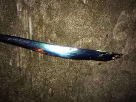 青物さんお久しぶりです♬