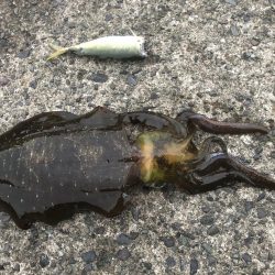 釣り日和なのに渋い