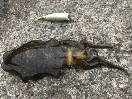 釣り日和なのに渋い