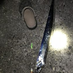 アジと太刀魚共に渋し