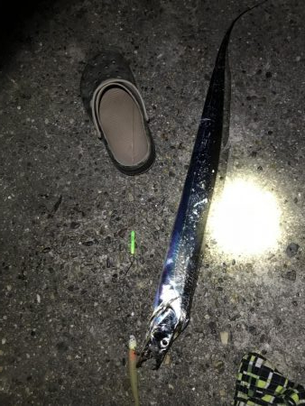 アジと太刀魚共に渋し