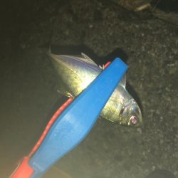 タチウオそしてアジ