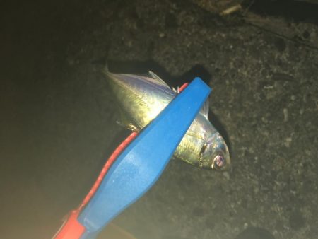 タチウオそしてアジ