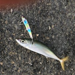 プリプリのサゴシ