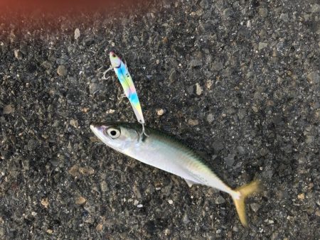 プリプリのサゴシ