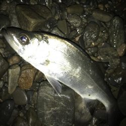 アオリサイズアップ!