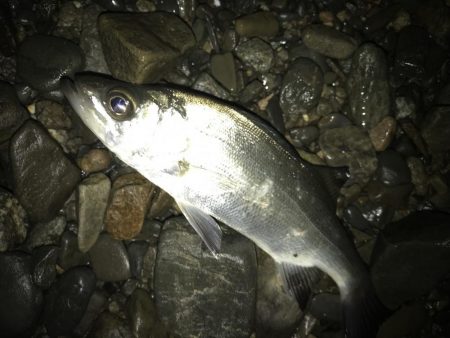 アオリサイズアップ!