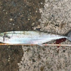 湾奥不調 からの貝塚好調(^O^)