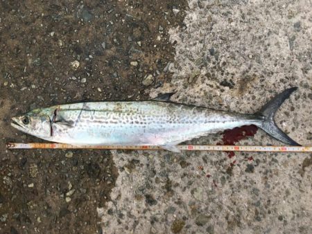 湾奥不調 からの貝塚好調(^O^)