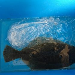 アジングでソゲ