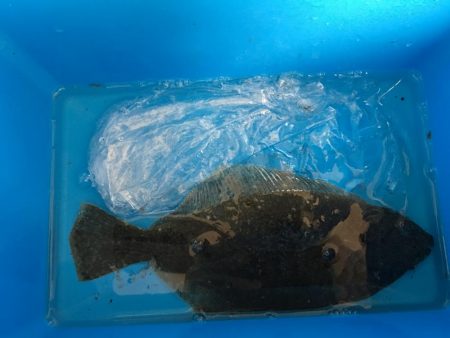 アジングでソゲ