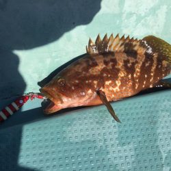 タイラバ  SLJ in 野北沖