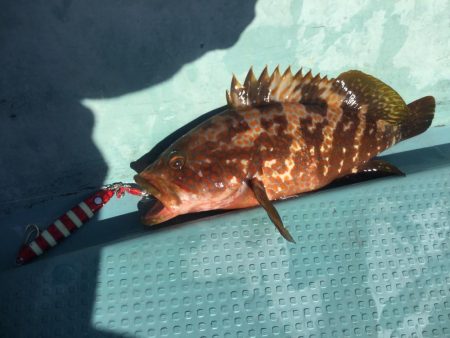 タイラバ  SLJ in 野北沖