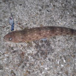 家族で釣り・穴子他大漁