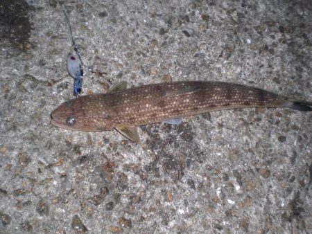 家族で釣り・穴子他大漁