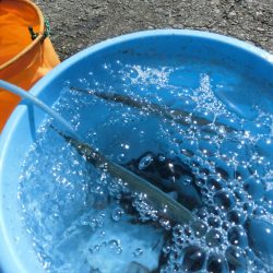 カワハギが撃沈でサヨリは絶好調