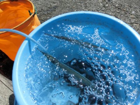 カワハギが撃沈でサヨリは絶好調