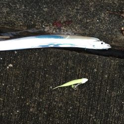 タチウオとシーバス