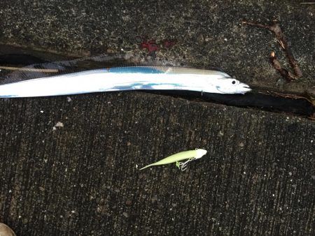 タチウオとシーバス