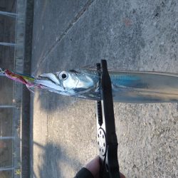 タチウオは好調