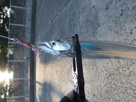 タチウオは好調