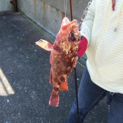 根魚五目にアジ 楽しい