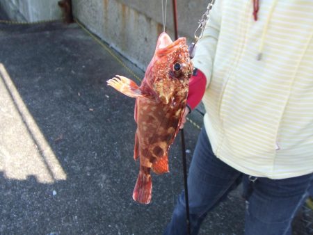 根魚五目にアジ 楽しい