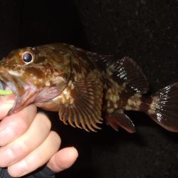 五目ライトゲームで尺アジ降臨