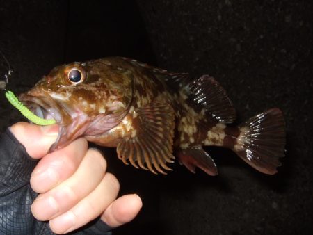 五目ライトゲームで尺アジ降臨