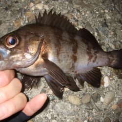 ライトゲーム釣行