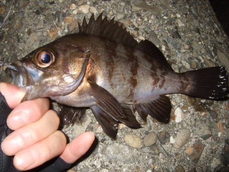 ライトゲーム釣行