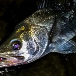 甲子園浜　サヨリパターン　マルチ