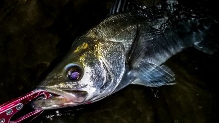 甲子園浜　サヨリパターン　マルチ