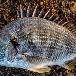 甲子園浜　鳥山　入食い