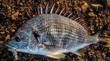 甲子園浜　鳥山　入食い