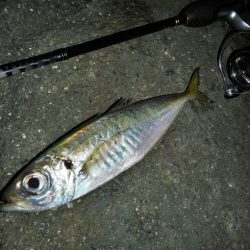 港でグググッと