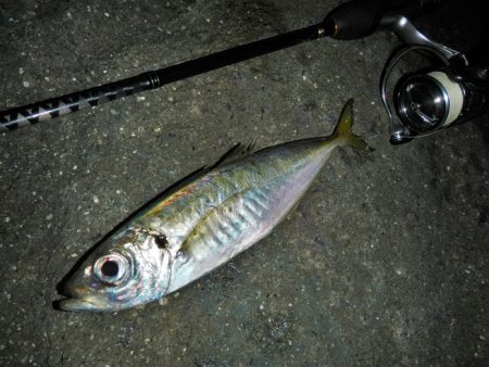 港でグググッと