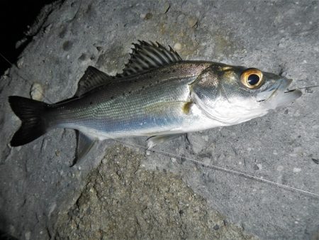 小物釣り