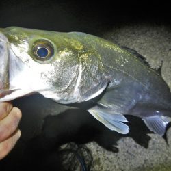 今夜もチーバス