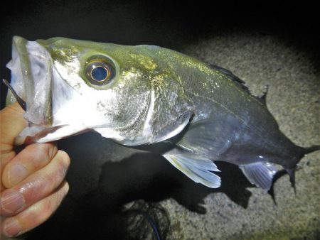 今夜もチーバス