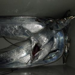 ショアジギング6