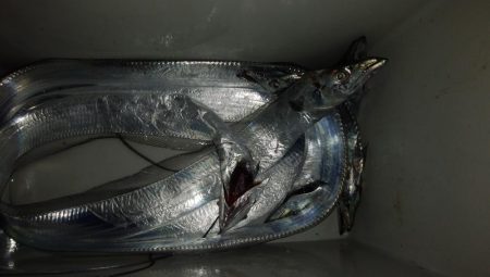 ショアジギング6