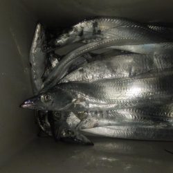 ショアジギング7