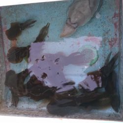 秋烏賊ボートエギング