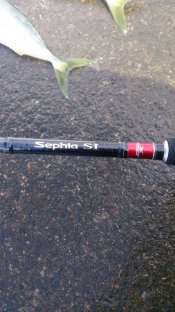 エギングロッドでナブラ打ち